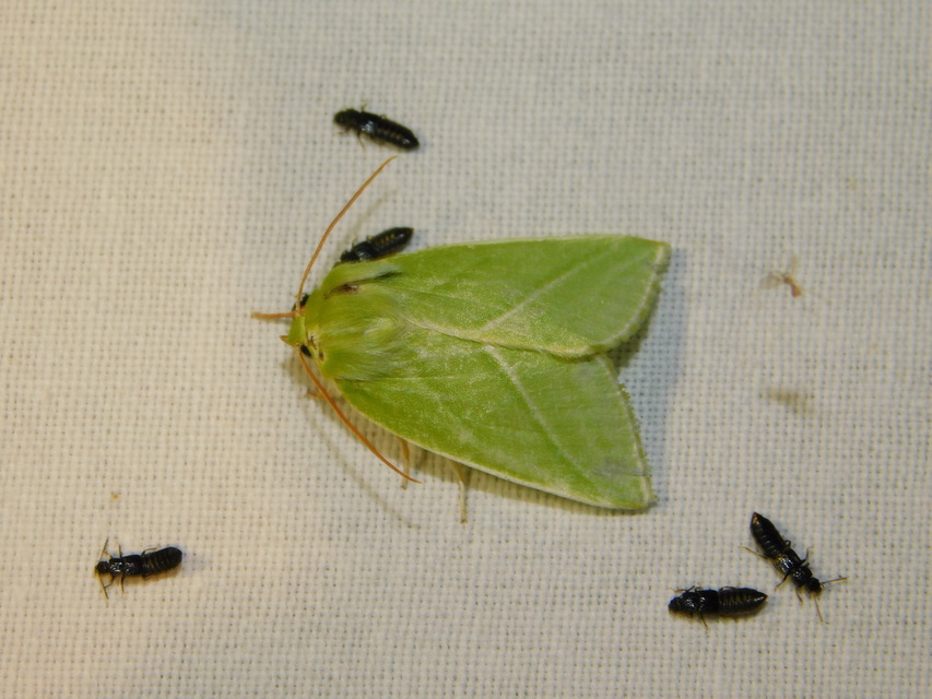 Pseudoips prasinana - bükkfa-zöldbagoly