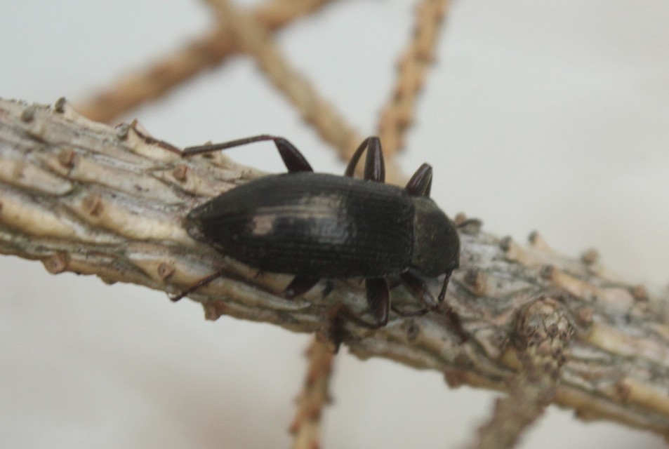 Stenomax aeneus - bronzos gyászbogár
