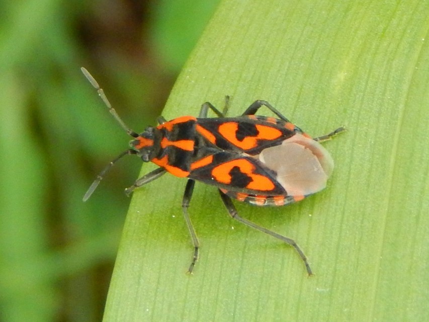 Spilostethus saxatilis - virágbodobács