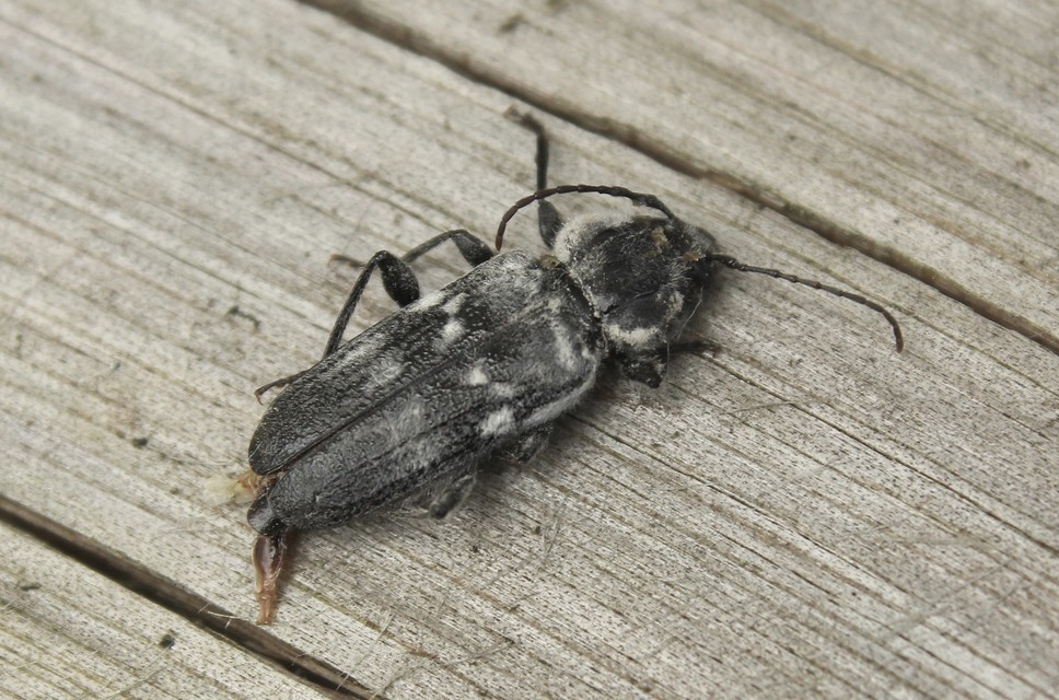 Hylotrupes bajulus - házicincér