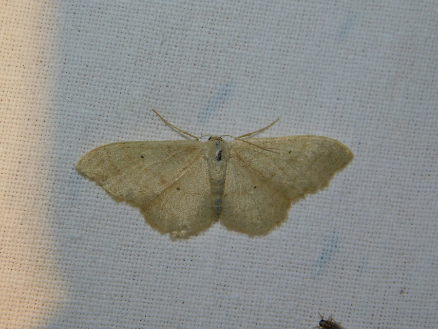 Idaea straminata - szalmasárga sávosaraszoló