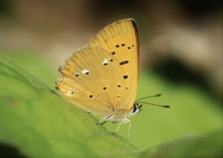 Lycaena virgaureae - arany-tűzlepke
