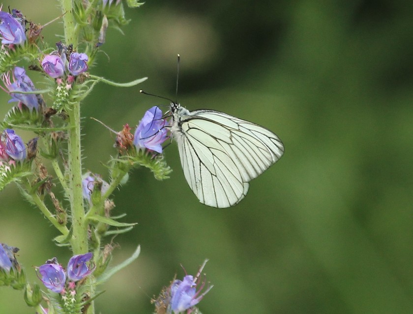 Aporia crataegi - galagonyalepke
