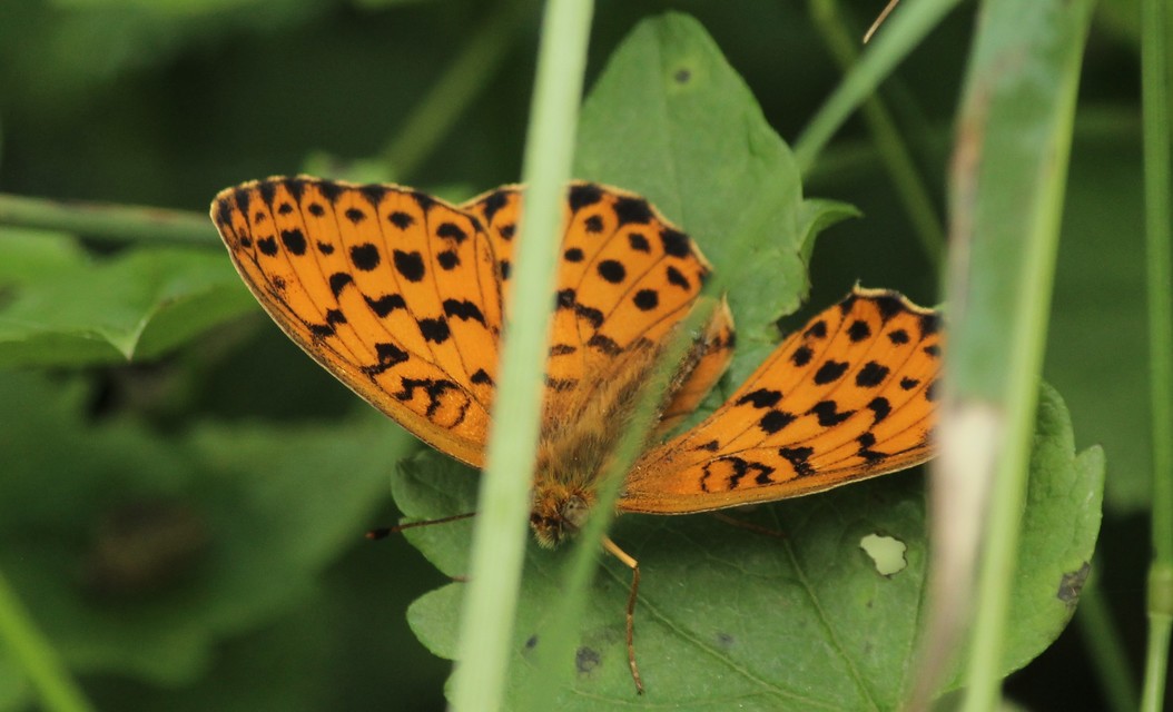 Brenthis daphne - málna-gyöngyházlepke