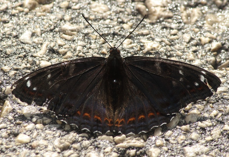 Limenitis populi - nagy nyárfalepke