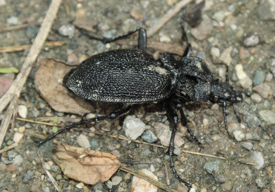 Carabus gigas