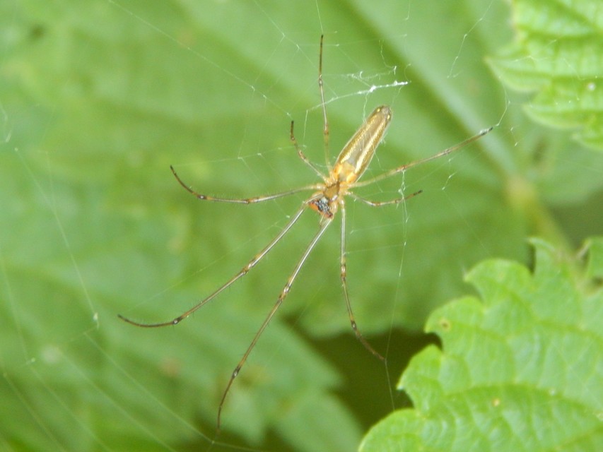 Tetragnatha