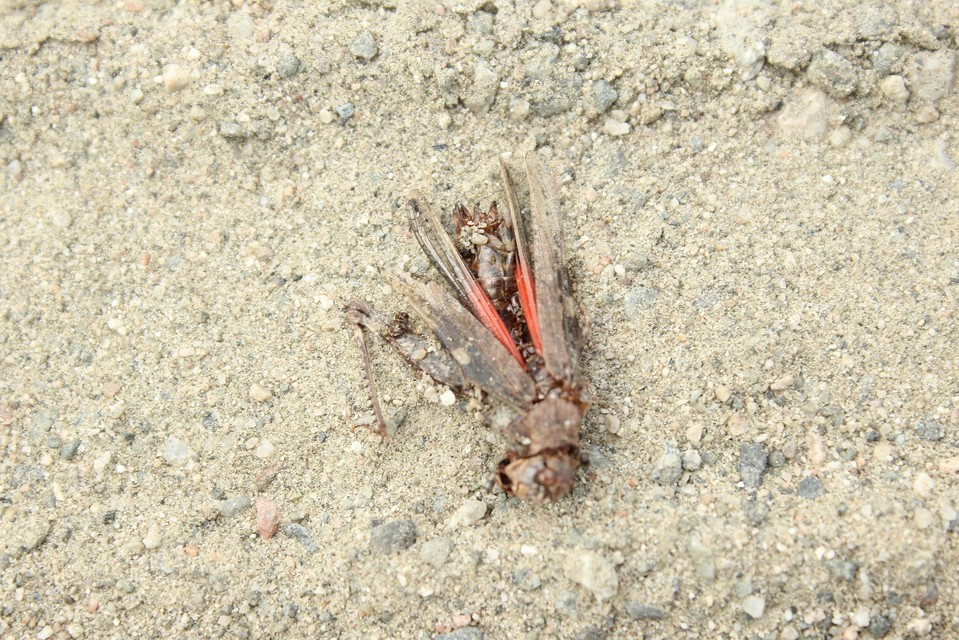 Acrotylus insubricus - önbeásósáska
