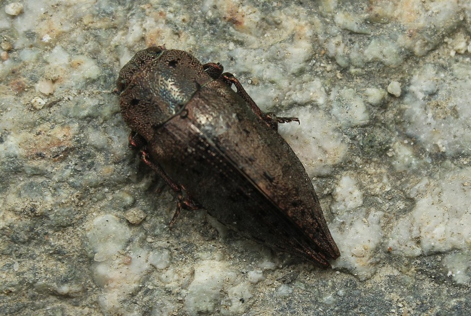 Dicerca berolinensis - bükkfa-díszbogár