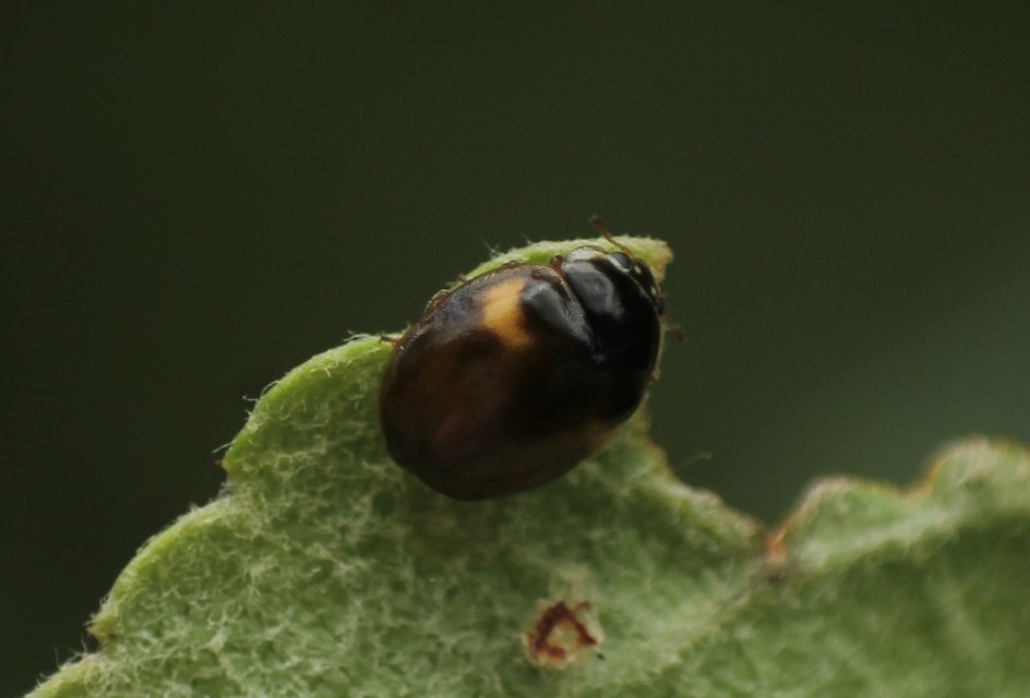 Adalia decempunctata - tízpettyes katica
