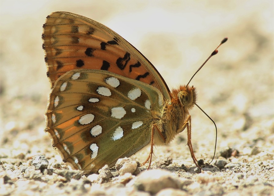 Argynnis aglaja - kerekfoltú gyöngyházlepke