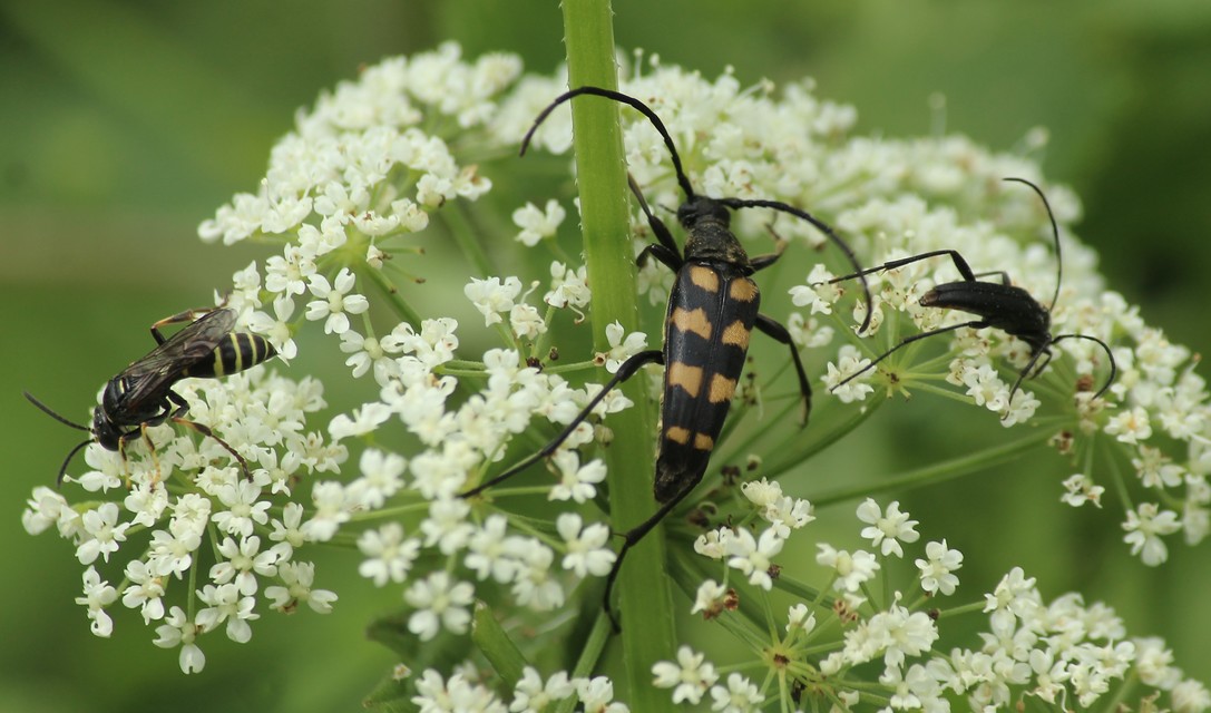 Leptura quadrifasciata - feketeszőrű szalagoscincér