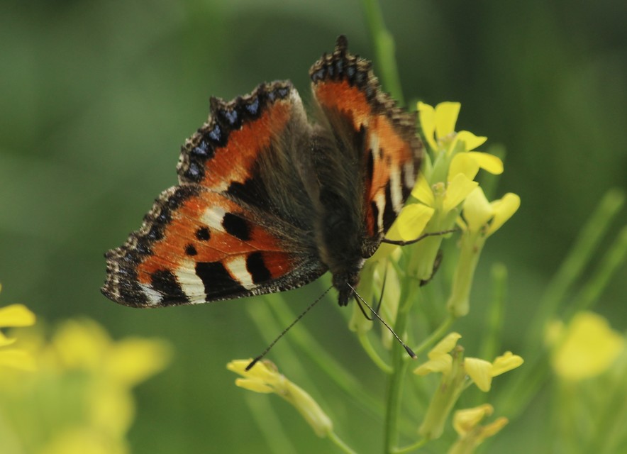 Nymphalis urticae - kis rókalepke