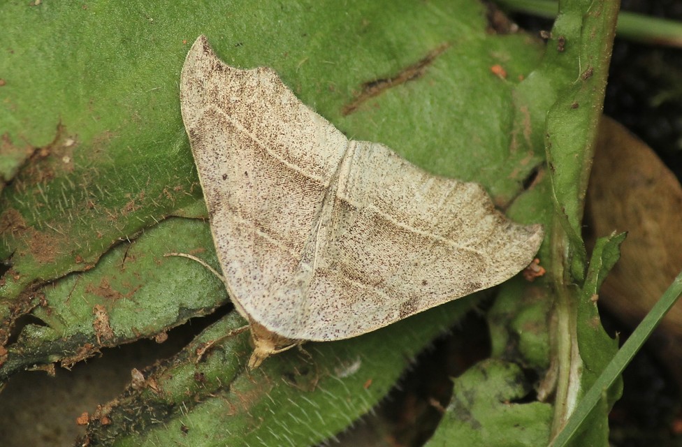 Laspeyria flexula - zuzmóbagoly