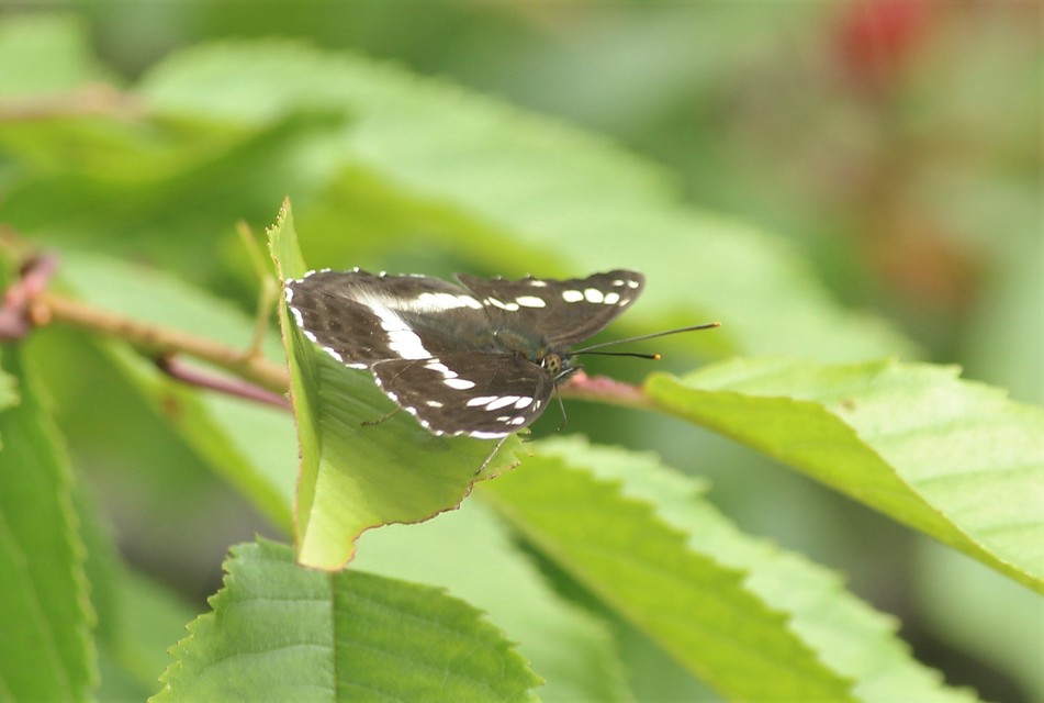 Limenitis camilla - kis lonclepke