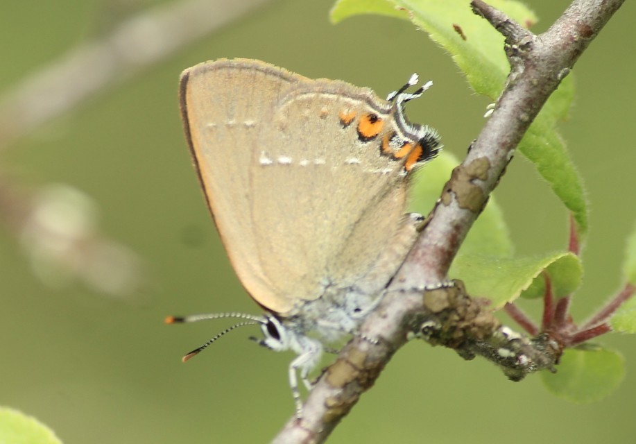 Satyrium spini - kökény-csücsköslepke
