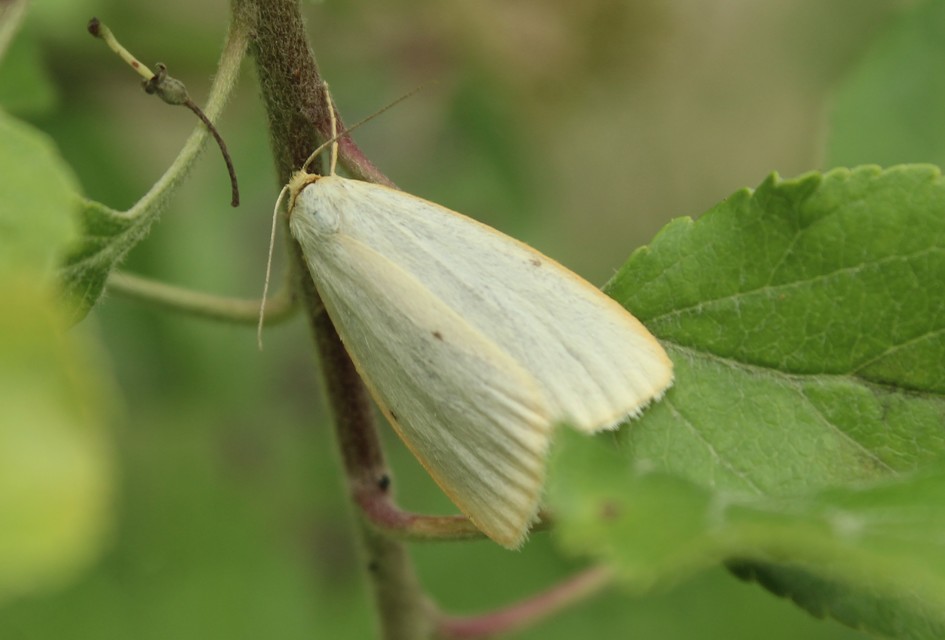 Cybosia mesomella - csontszínű molyszövő