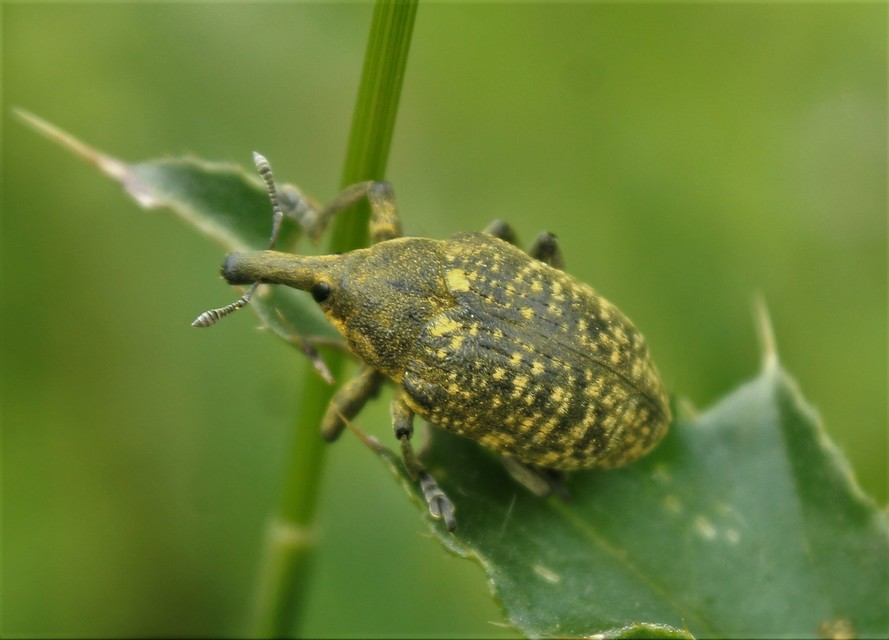 Larinus sturnus - aszat-púderbarkó