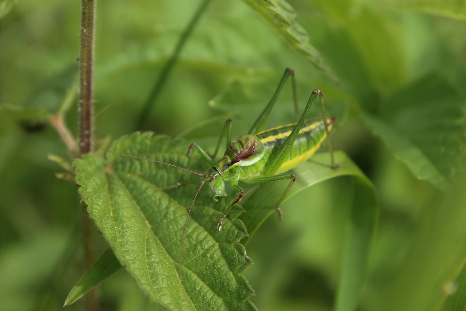 Isophya speciosa