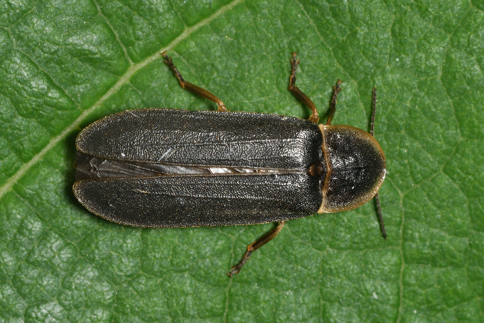 Lampyris noctiluca - nagy szentjánosbogár Lampyris noctiluca - nagy szentjánosbogár