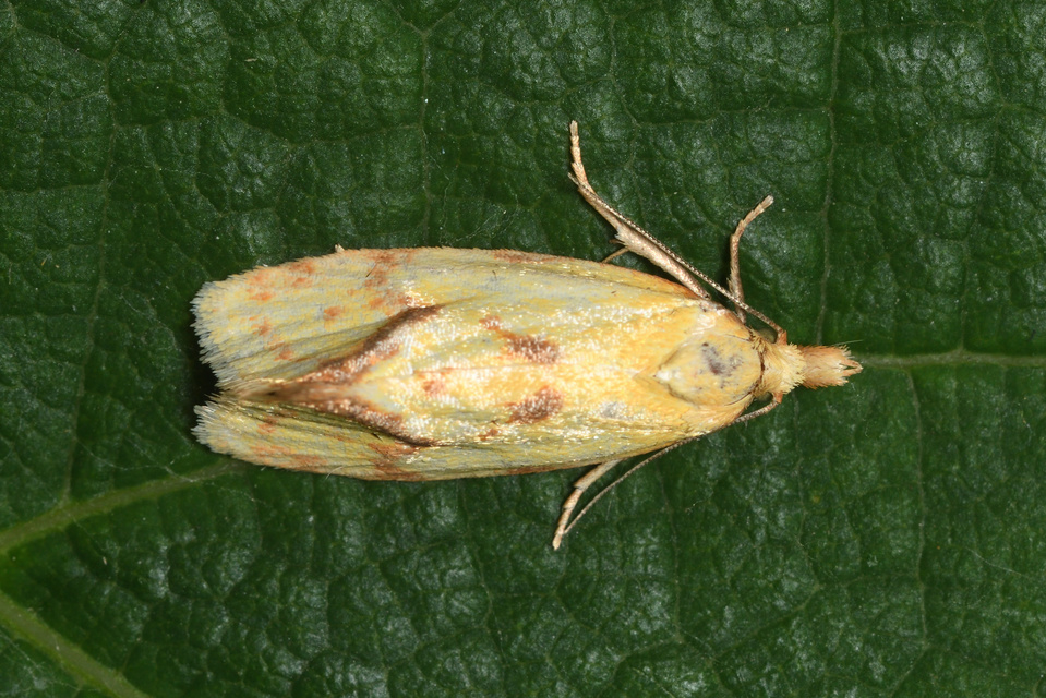 Agapeta hamana - közönséges sárgamoly