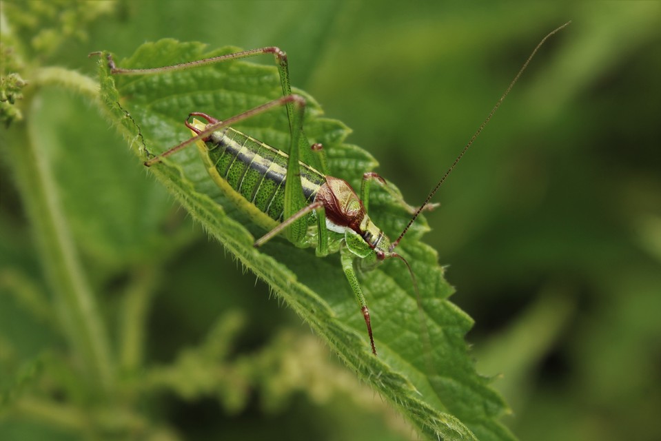 Isophya speciosa