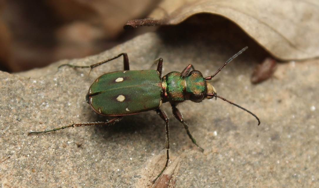 Cicindela campestris - mezei homokfutrinka