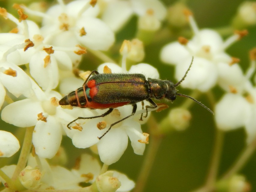 Malachius bipustulatus - kétfoltos bibircsesbogár