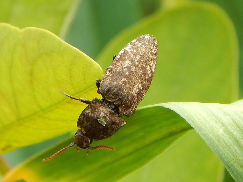 Agrypnus murinus - egérszínű pikkelyespattanó