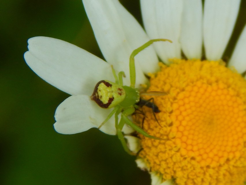 Ebrechtella tricuspidata - alakoskodó karolópók