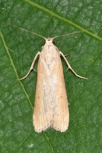 Lamoria zelleri - koldusmoly