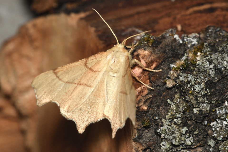 Ennomos erosaria - hársfa-levélaraszoló