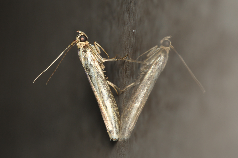 Selagia argyrella - ezüstös karcsúmoly