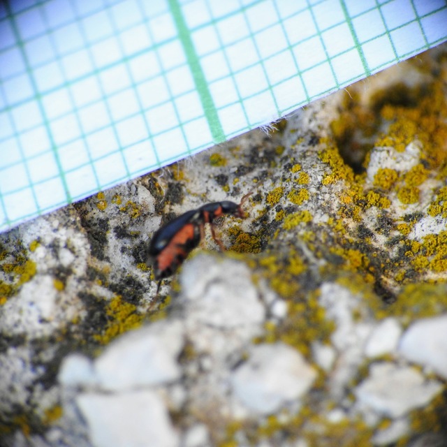 Melyridae - sziklaibogár-félék