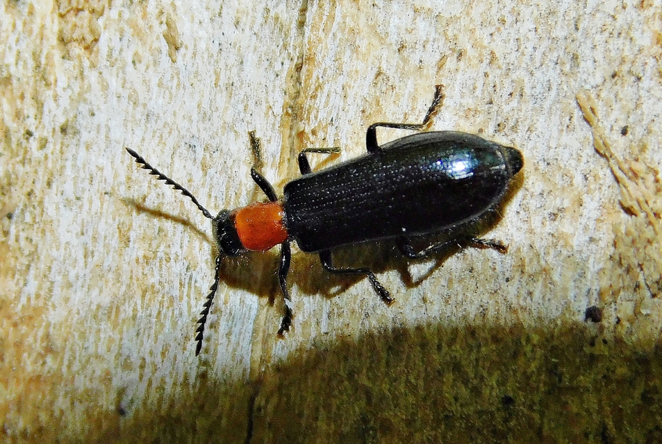 Tillus elongatus - fekete szúfarkas