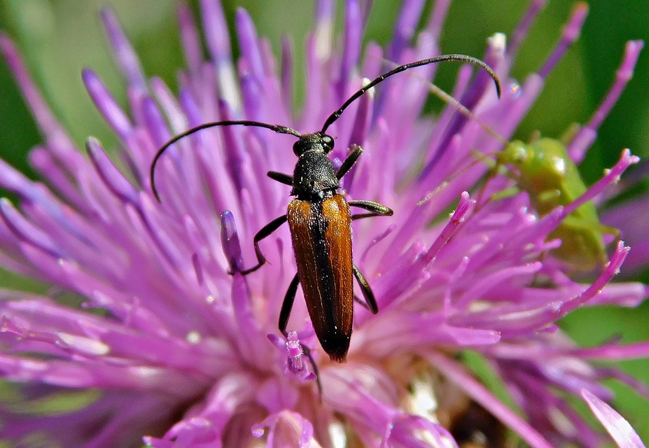 Stenurella melanura - feketevégű karcsúcincér