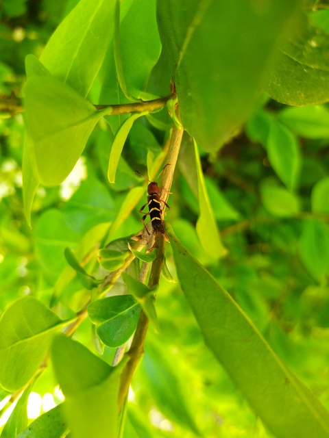 Neoclytus acuminatus - amerikai darázscincér
