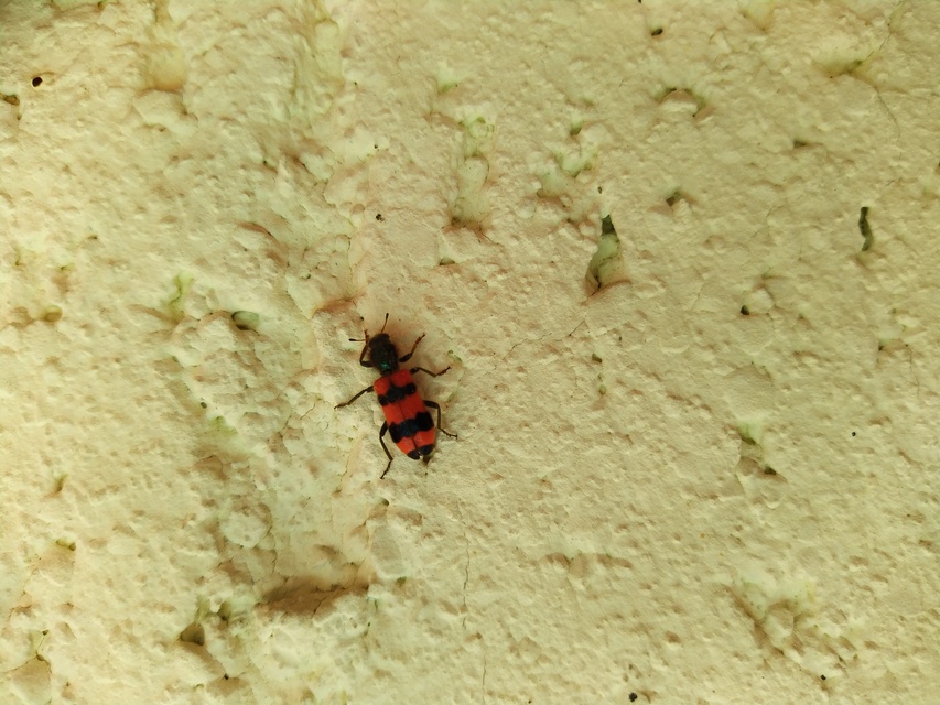 Trichodes apiarius - szalagos méhészbogár