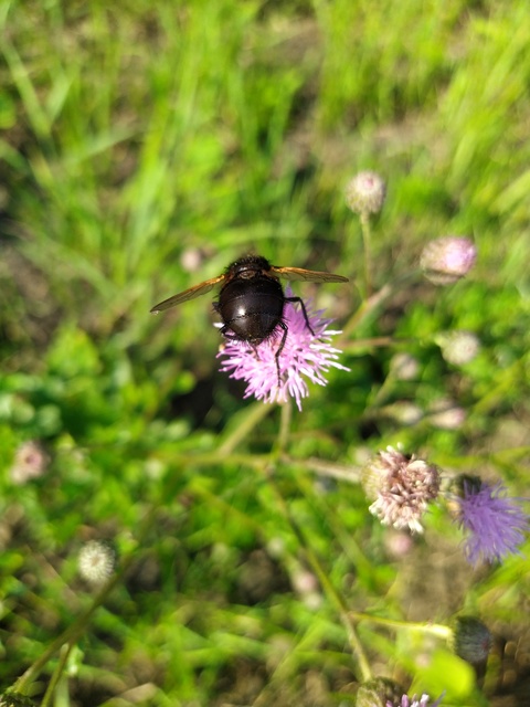 Zophomyia temula