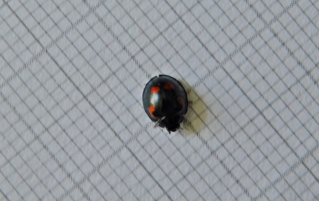 Exochomus quadripustulatus - négyfoltos szerecsenkata