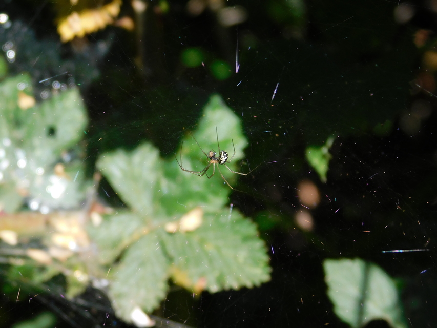 Neriene radiata - szegélyes vitorláspók