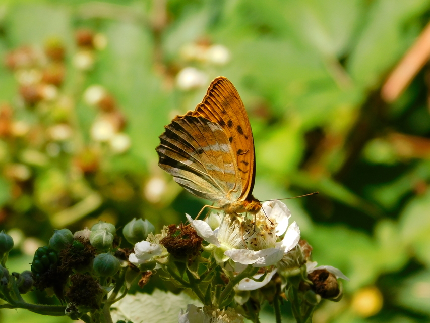 Argynnis paphia - nagy gyöngyházlepke