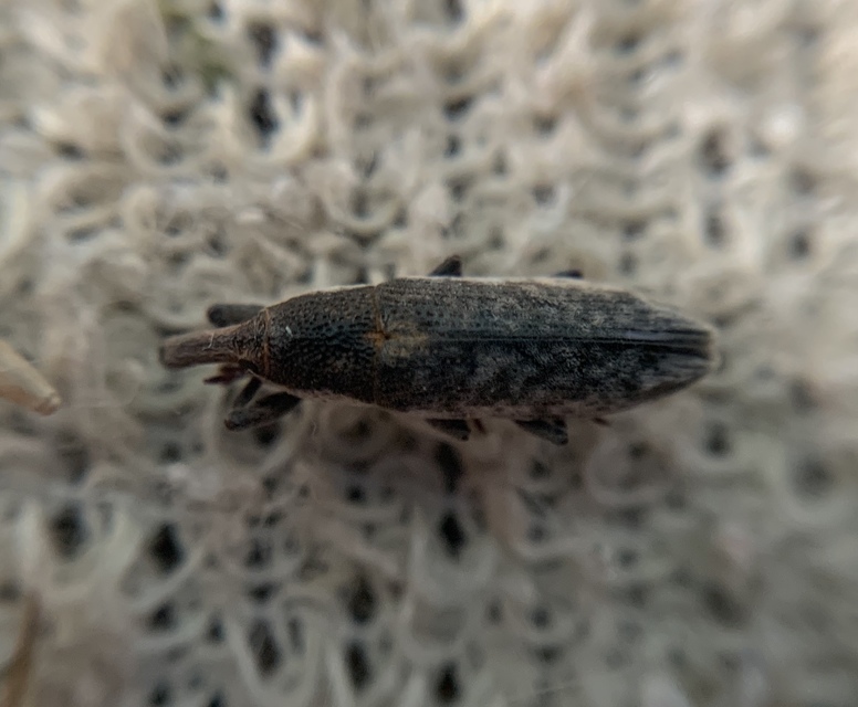 Lixus subtilis - disznóparéj-dudvabarkó