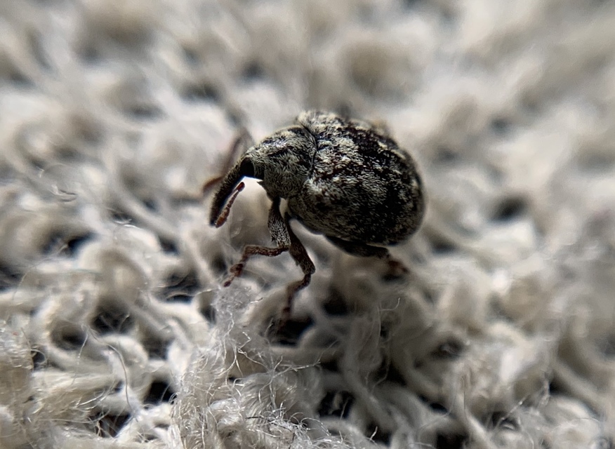 Cionus thapsus - kis ökörfarkkóró-gömbormányos
