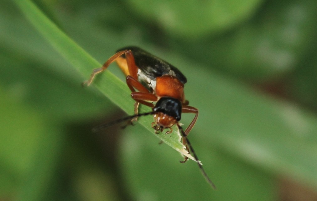 Cordicantharis longicollis