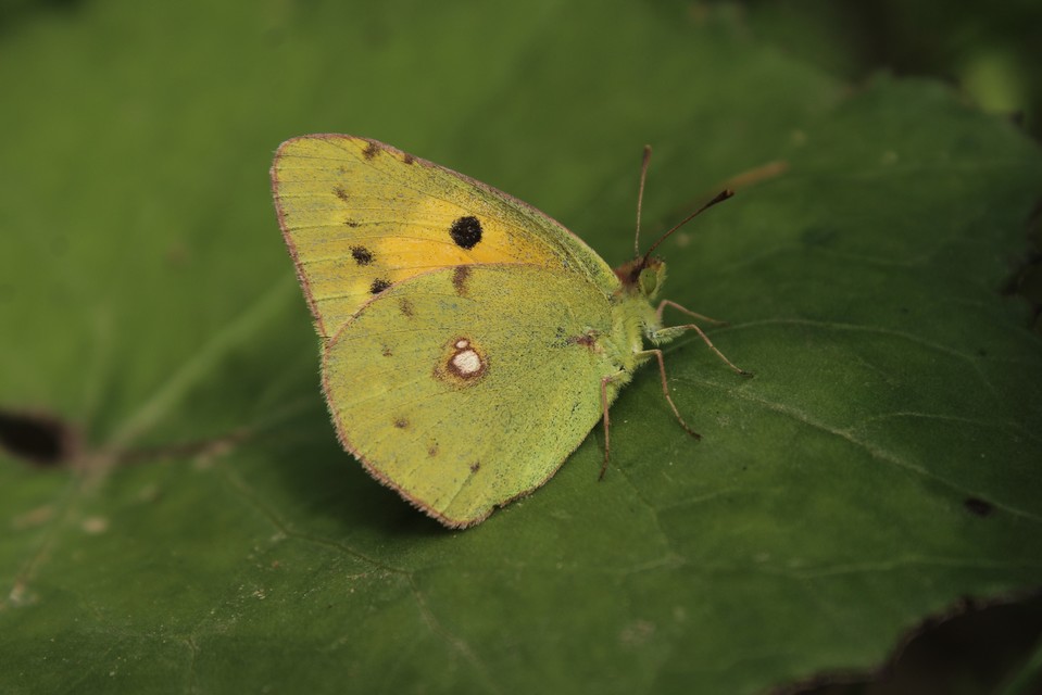 Colias croceus - sáfránylepke