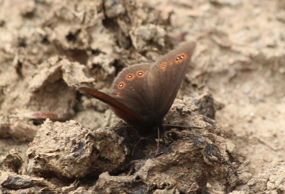 Erebia oeme