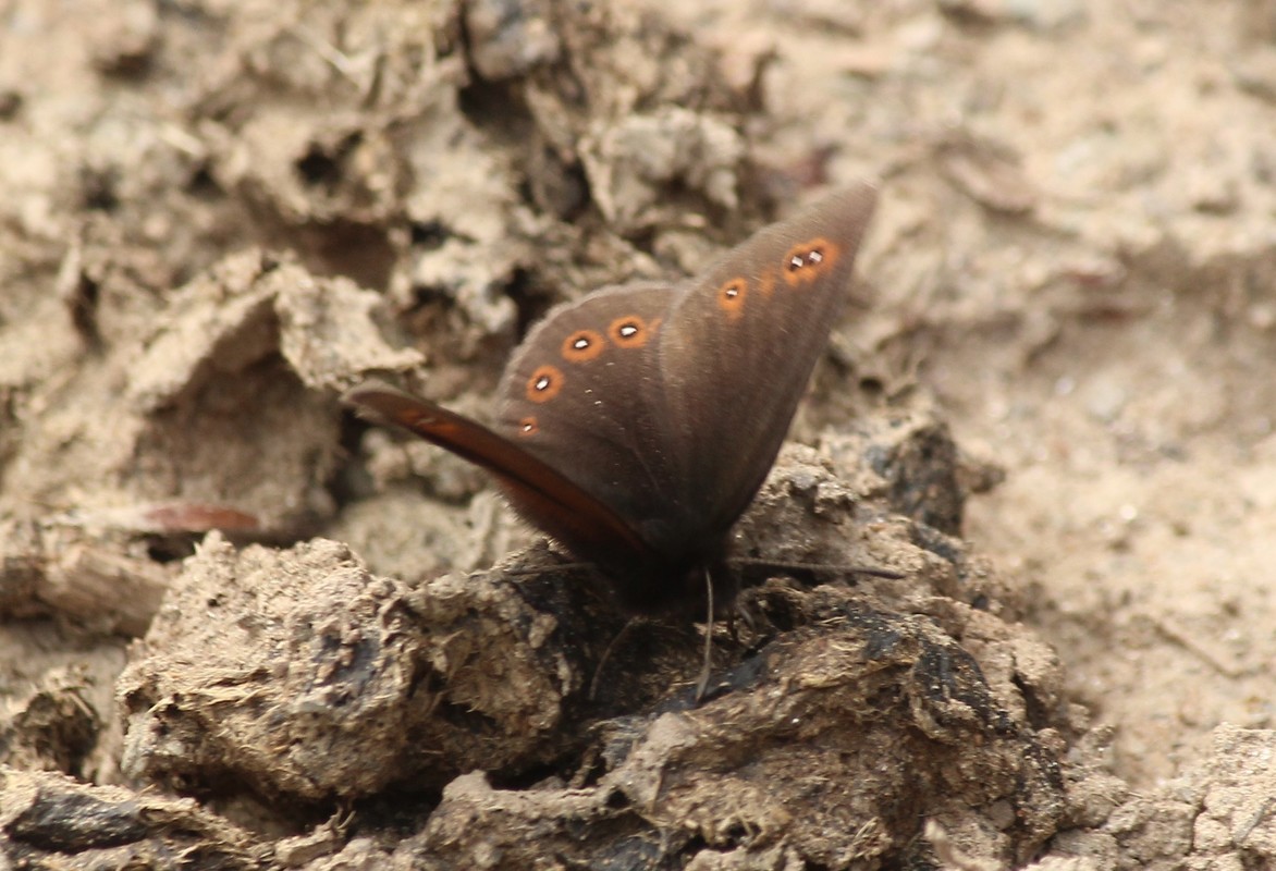 Erebia oeme