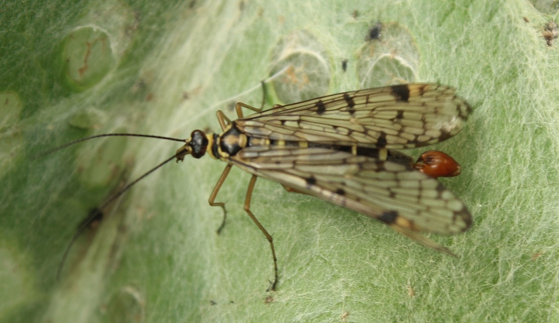Panorpa hybrida