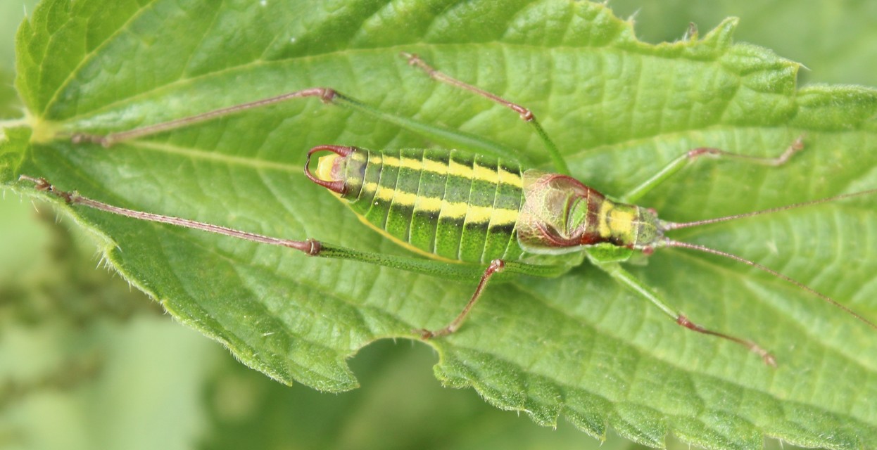 Isophya speciosa